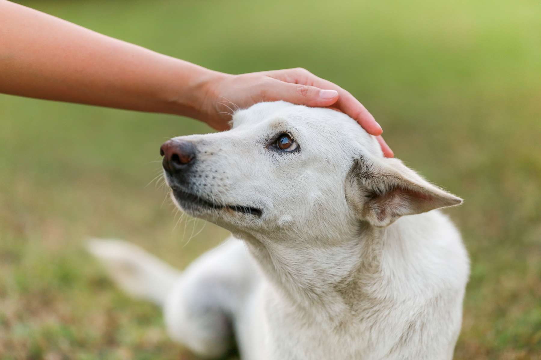 La Chambre approuve l’inscription du bien-être animal dans la Constitution